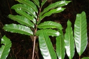 <strong>Cupaniopsis leptobotrys - Gâteblé Gildas - 320</strong><br />© Gâteblé Gildas